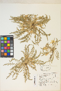 Taraxia tanacetifolia image