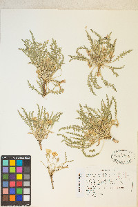 Taraxia tanacetifolia image