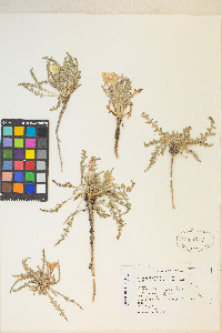 Taraxia tanacetifolia image