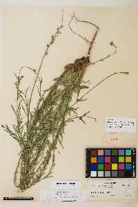 Gaura podocarpa image