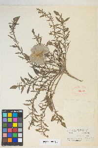 Oenothera triloba image