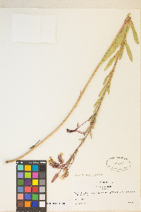 Oenothera villosa subsp. strigosa image