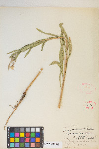 Oenothera villosa image