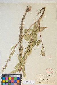 Oenothera villosa image