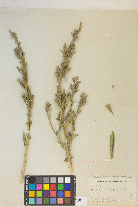 Oenothera villosa image