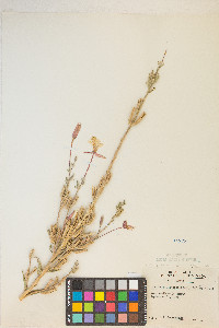 Oenothera villosa image