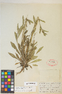 Oenothera villosa image