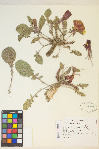 Oenothera xylocarpa image