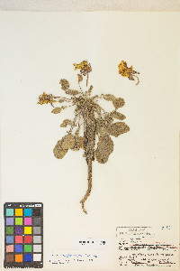 Oenothera xylocarpa image