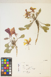 Oenothera xylocarpa image