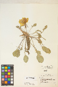 Oenothera xylocarpa image