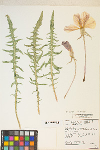 Oenothera flava image