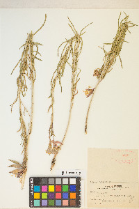 Oenothera villosa subsp. strigosa image