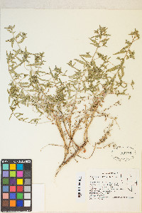 Oenothera pallida var. pallida image