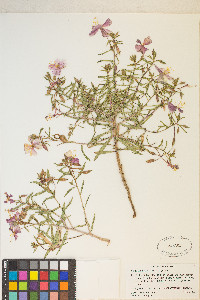 Oenothera pallida image