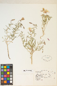 Oenothera pallida image