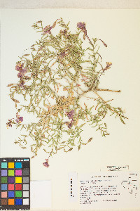 Oenothera pallida image