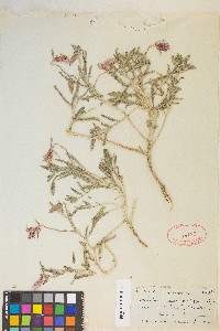 Oenothera pallida subsp. runcinata image