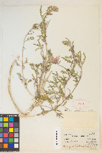 Oenothera pallida image