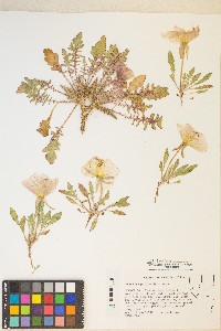 Oenothera primiveris image