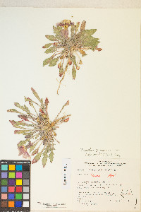 Oenothera primiveris image