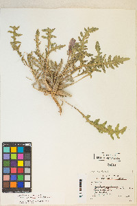 Oenothera primiveris image