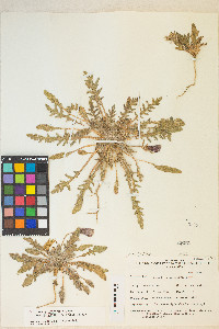 Oenothera primiveris image