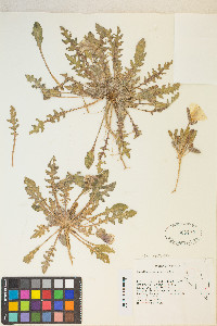 Oenothera primiveris image