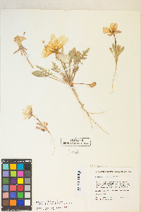 Oenothera primiveris image