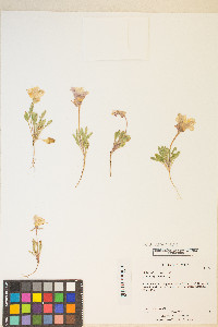 Oenothera primiveris image