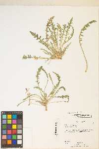 Oenothera primiveris image