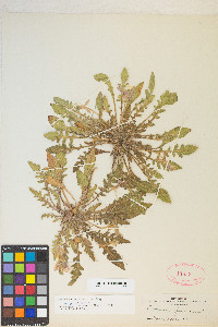 Oenothera primiveris image