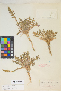 Oenothera primiveris image