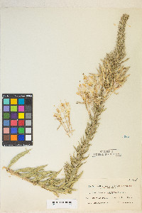 Oenothera rhombipetala image