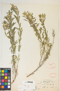 Oenothera serrulata image