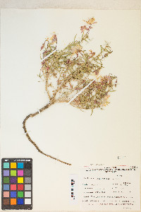 Oenothera pallida image