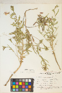 Oenothera pallida image