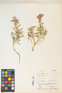 Oenothera pallida image