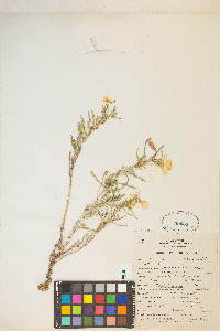 Oenothera pallida image