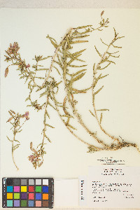 Oenothera pallida image