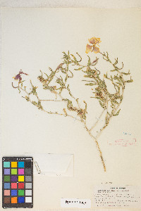 Oenothera pallida image