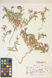 Oenothera pallida image