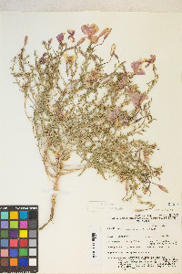 Oenothera pallida image