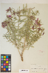 Oenothera pallida image