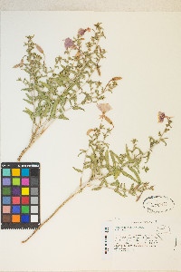 Oenothera pallida image