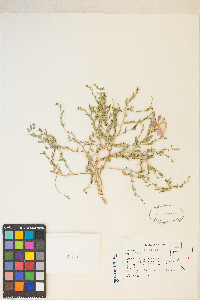 Oenothera pallida var. pallida image