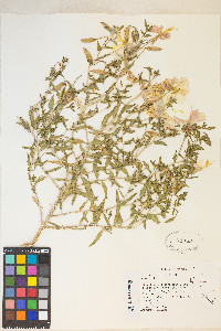 Oenothera pallida var. pallida image