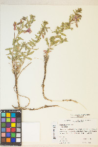 Oenothera pallida image