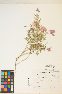 Oenothera pallida image