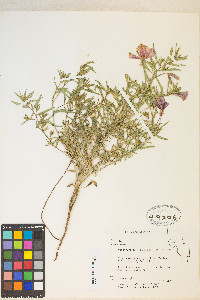 Oenothera pallida image